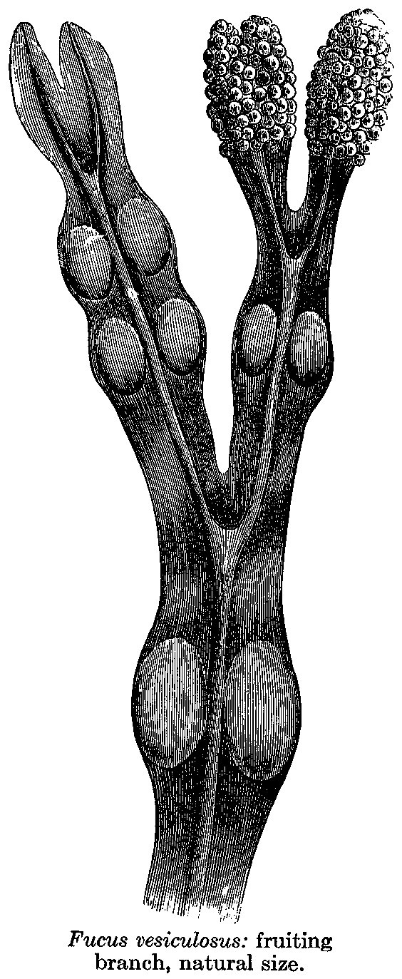 Andreas Kelich Enzyklopaedie der Drogen Botanischer Teil Fucus